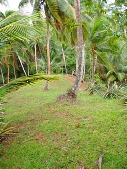 Vue du terrain de 2.5 has de Bocas del Toro, Panama